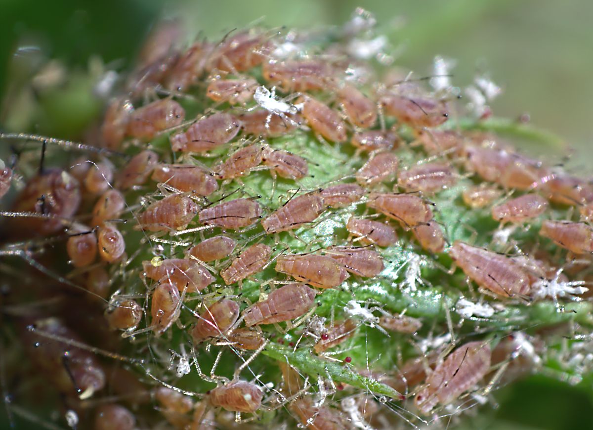 Macrosiphum rosae ??